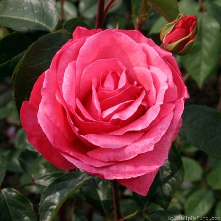 'Sebastian Schultheis' rose photo