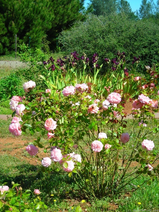 'Sarah ™ (shrub, Clements, 2001)' rose photo