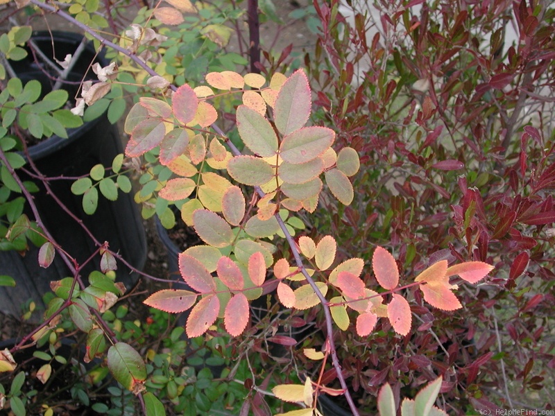 'DLFED 4' rose, click to enlarge 'DLFED 4' rose photo