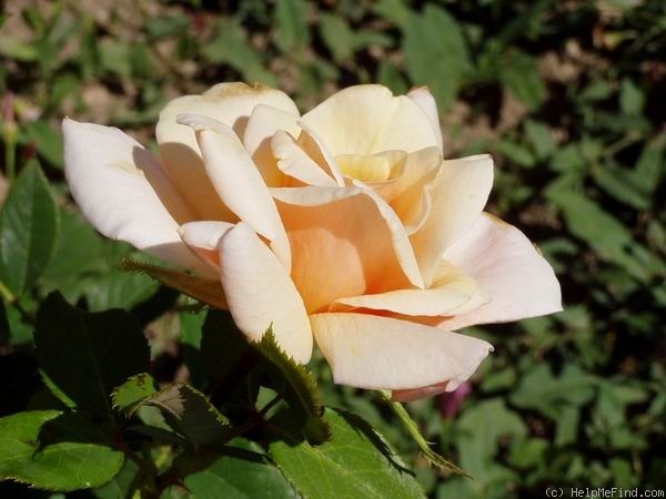 'Alezane (hybrid tea, Pahissa 1934)' rose photo