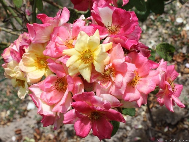'Masquerade (floribunda, Boerner 1949)' rose photo