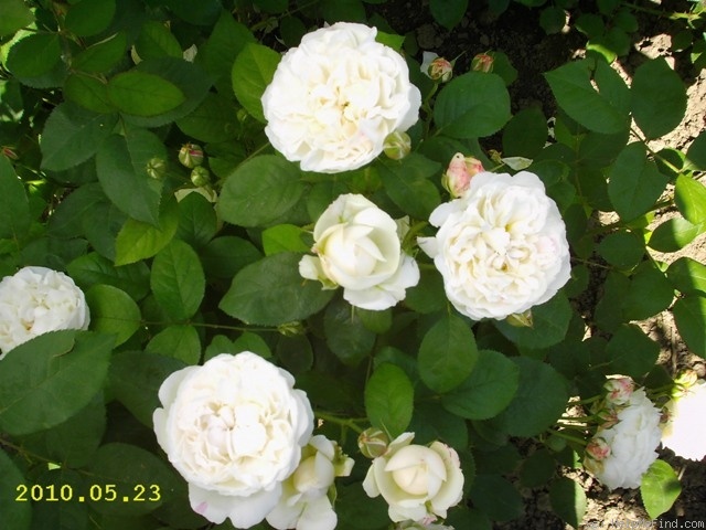 'Winchester Cathedral ®' rose photo