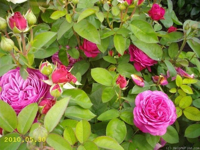 'Heidi Klum Rose ®' rose photo