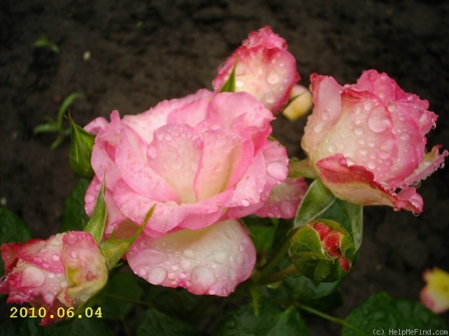 'Bordure Rose ®' rose photo