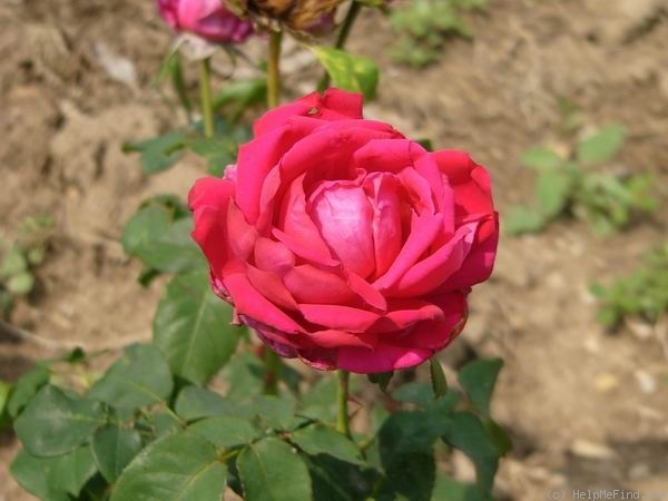 'Chaplin's Triumph' rose photo