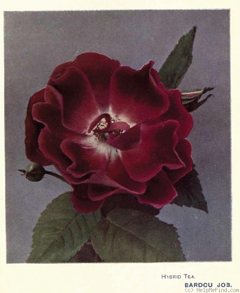 'Bardou Job' rose photo