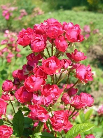 'Hollandia (polyantha, de Ruiter, 1958)' rose photo