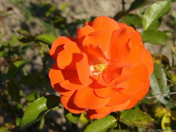 'Luminion ®' rose photo