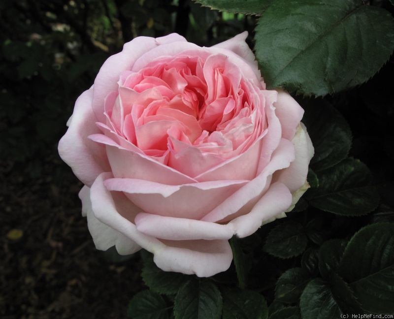 'Myriam ® (hybrid tea, Cocker, 1990)' rose photo