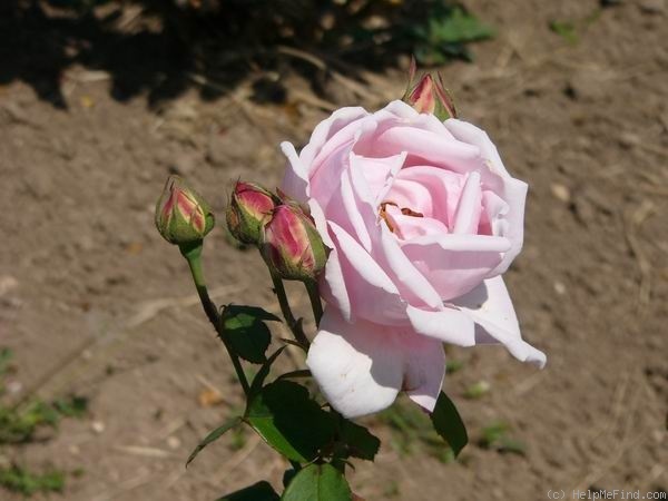 'Mrs. Charles Russell' rose photo