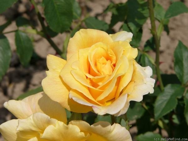 'Mrs. Franklin D. Roosevelt' rose photo
