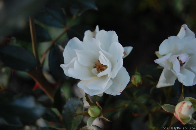 'Blanche Cascade ®' rose photo