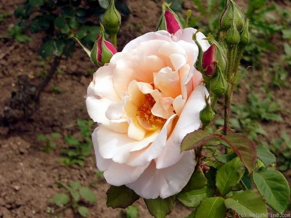 'Otto Krause' rose photo