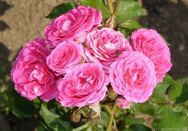 'Pink Garnette (floribunda, Boerner, 1951)' rose photo