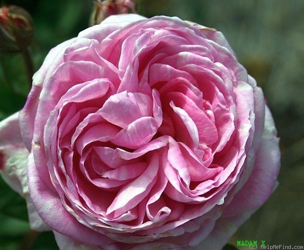 'Madam X' rose photo