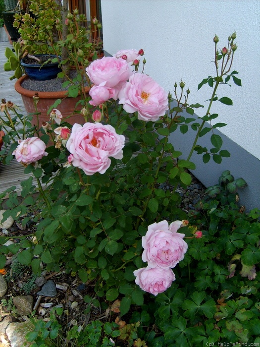 'Wife of Bath ®' rose photo