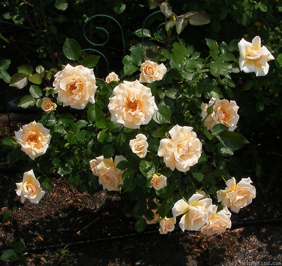 'Winter Sunset (Shrub, Buck, 1992)' rose photo