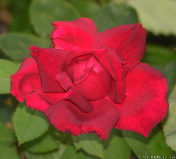 'Oklahoma (Hybrid Tea, Swim & Weeks, 1963)' rose photo