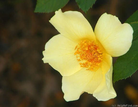 'Golden Wings (Shrub, Shepherd, 1956)' rose photo