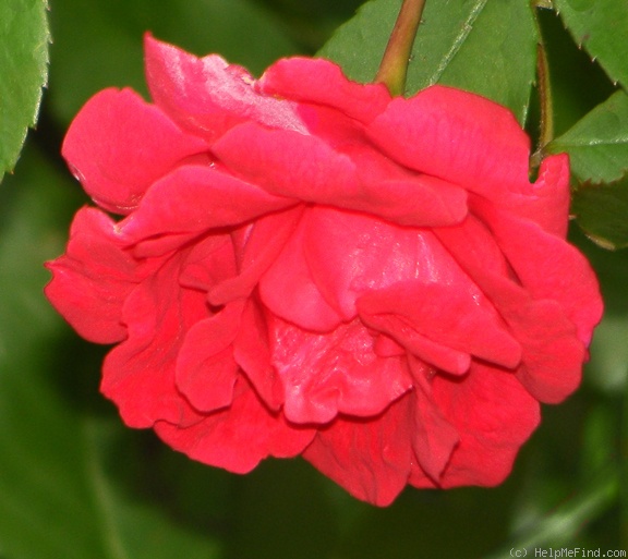 'Blaze (climber, Kallay, 1932)' rose photo