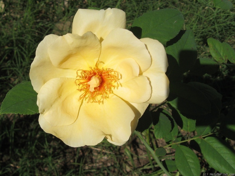 'Anson Jones' rose photo