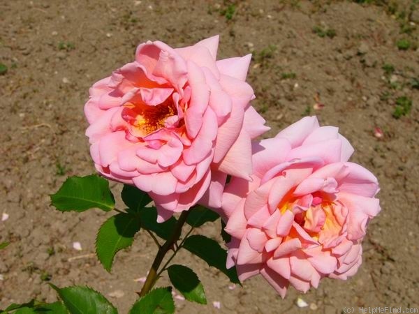 'Wellworth' rose photo
