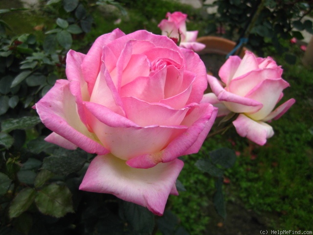 'Princess of Monaco' rose photo