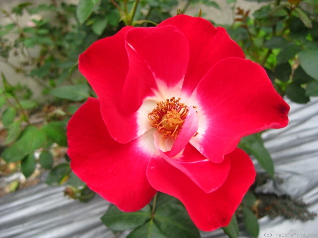 'Rendan' rose photo