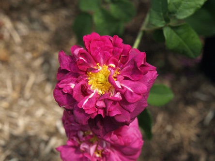 'Marcel Bourgoin' rose photo