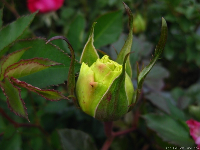 'Green Planet®' rose photo