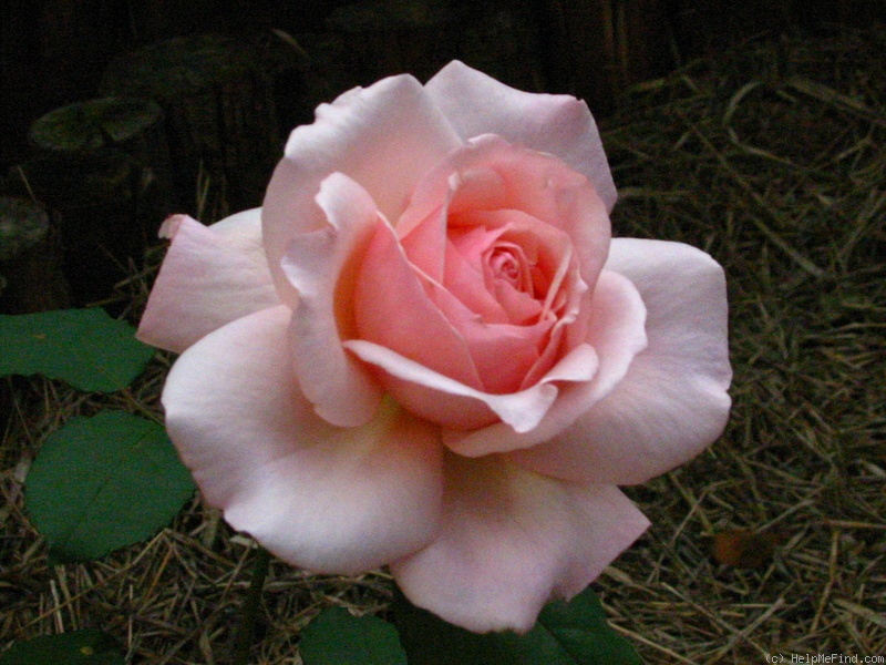'BAR 5069' rose photo