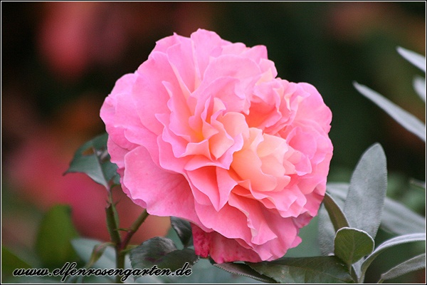 'Augusta Luise ® (Hybrid Tea, Evers, 1999)' rose photo