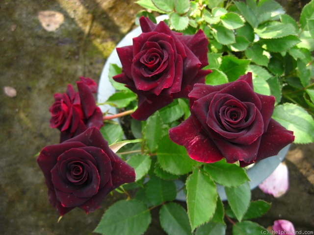 'Black Beauty ® (florists rose, Nijenhuis/Kordes, 1996)' rose photo