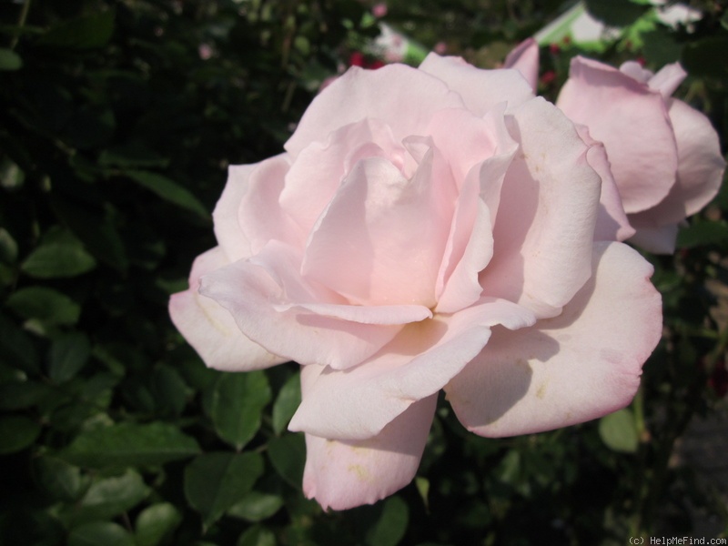 'Sakuragai' rose photo