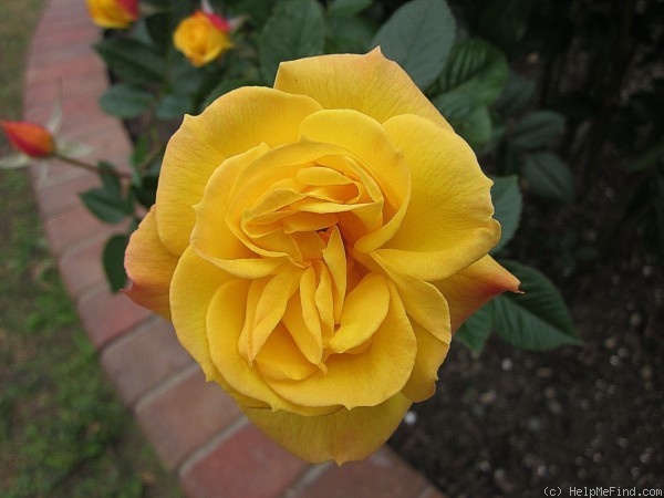 'Goldmarie (floribunda, Kordes, 1982)' rose photo