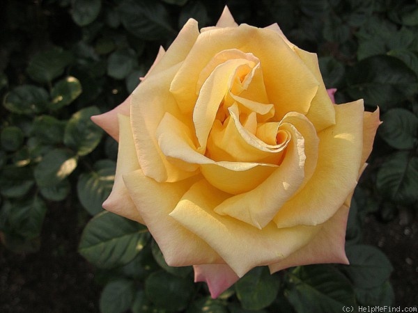 'Mona Lisa (floribunda, Kordes, 1980)' rose photo