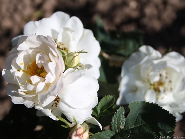 'Oléni' rose photo