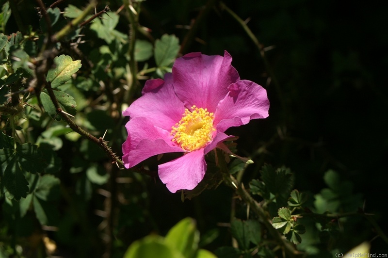 'R. stellata mirifica' rose photo