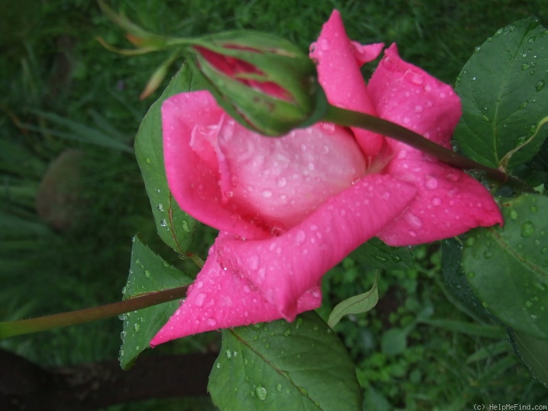 'Bobby Charlton' rose photo