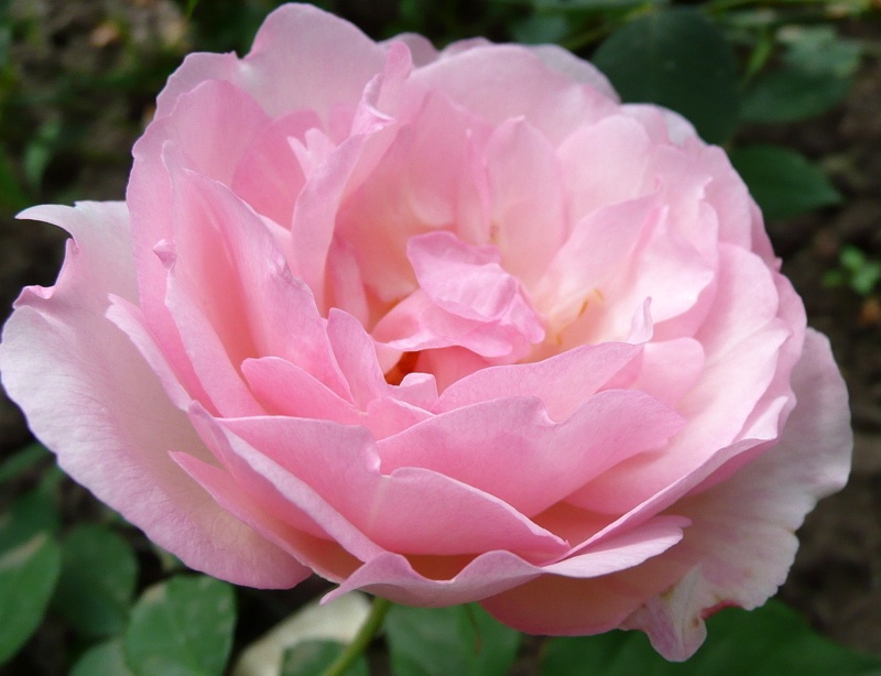 'Duchesse de Brabant' rose photo