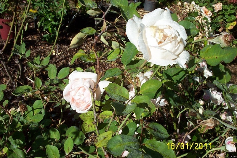'Mrs. Charles J. Bell' rose photo