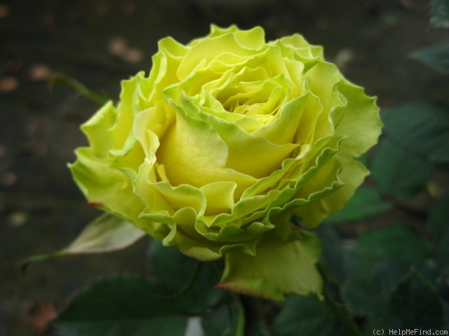 'Green Planet®' rose photo