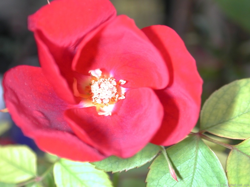 'CPDLFED1' rose photo