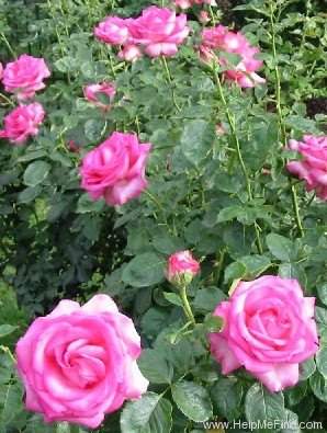 'Keepsake (hybrid tea, Kordes 1973)' rose photo