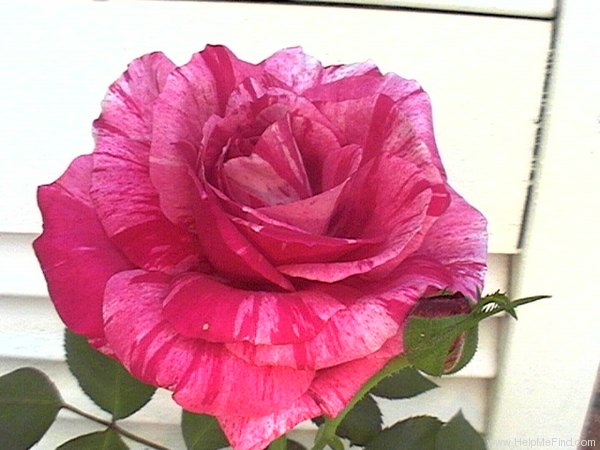 'Rosa Mundi (gallica, before 1658)' rose photo
