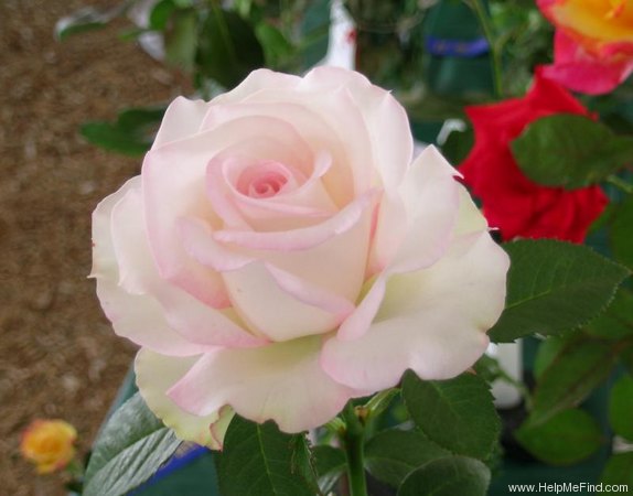 'Cajun Moon' rose photo