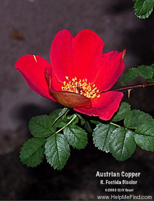 'Austrian Copper' rose photo