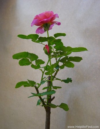 'Agnès Schilliger ®' rose photo