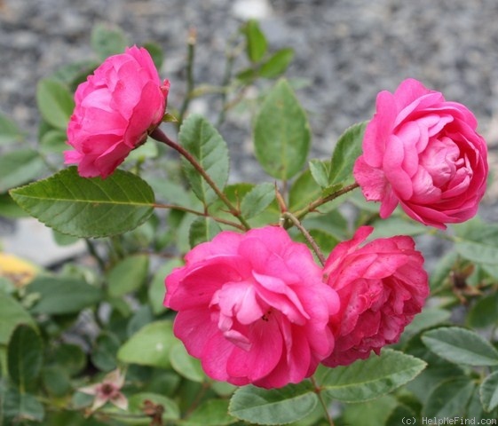 'Dick Koster' rose photo