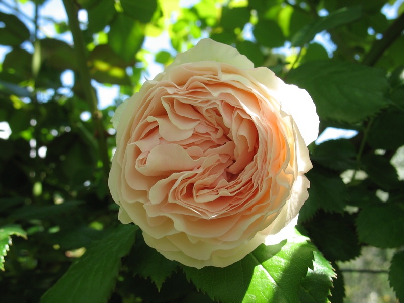 'Palais Royal ®' rose photo